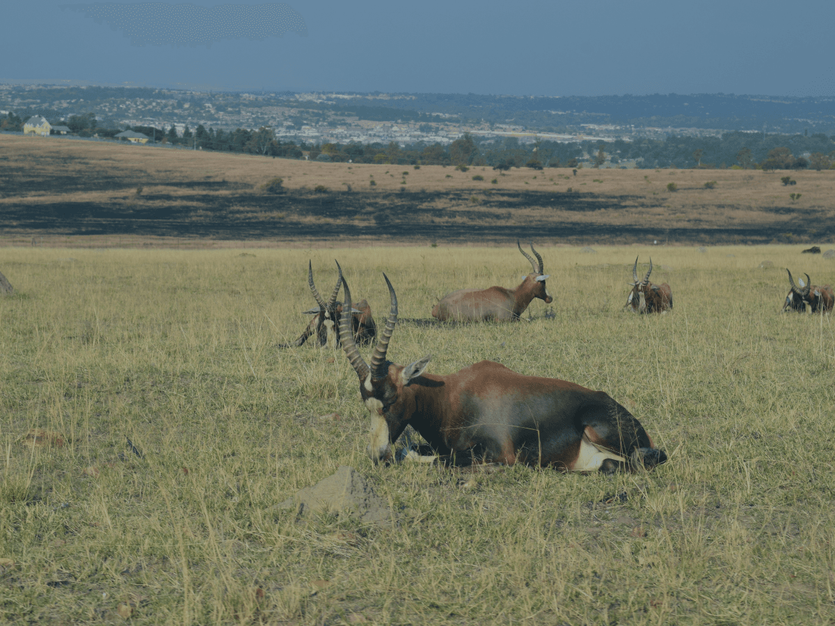 South Africa